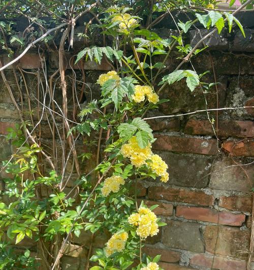 藤类开花的植物有哪些？藤本植物的养护和管理技巧是什么？