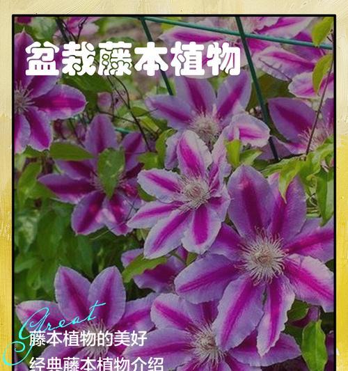 藤类开花的植物有哪些？藤本植物的养护和管理技巧是什么？