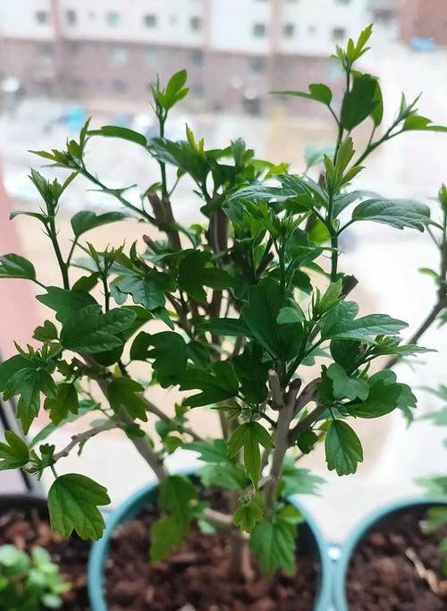 扶桑不开花怎么办？如何促进其开花？