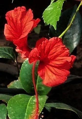 扶桑不开花怎么办？如何促进其开花？