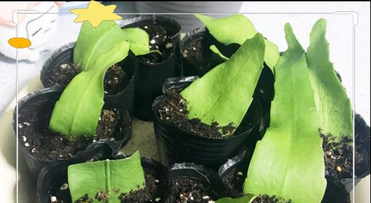 昙花繁殖方法有哪些？如何提高繁殖成功率？