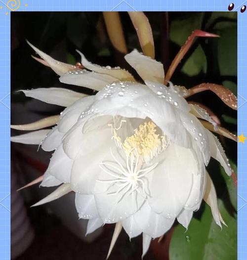 昙花繁殖方法有哪些？如何提高繁殖成功率？