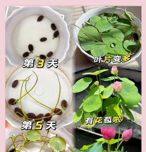 碗莲种子发芽的步骤和注意事项是什么？