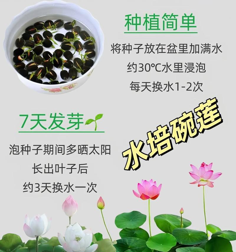碗莲种子发芽的步骤和注意事项是什么？