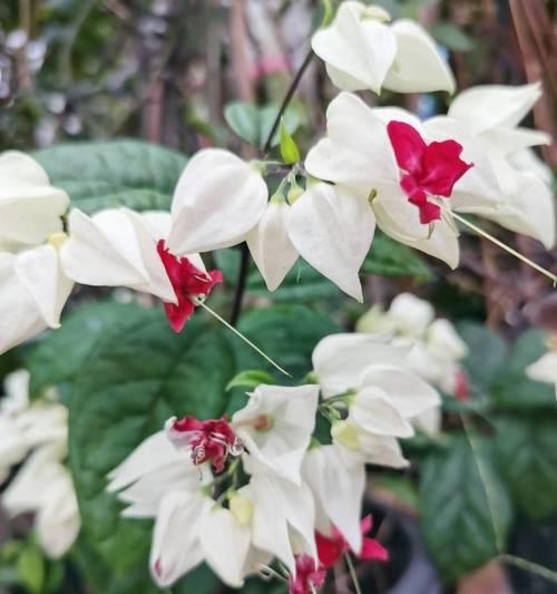 什么花花朵比较大？具有大型花朵的花卉品种有哪些？