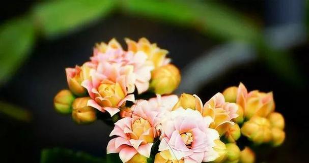什么花花朵比较大？具有大型花朵的花卉品种有哪些？