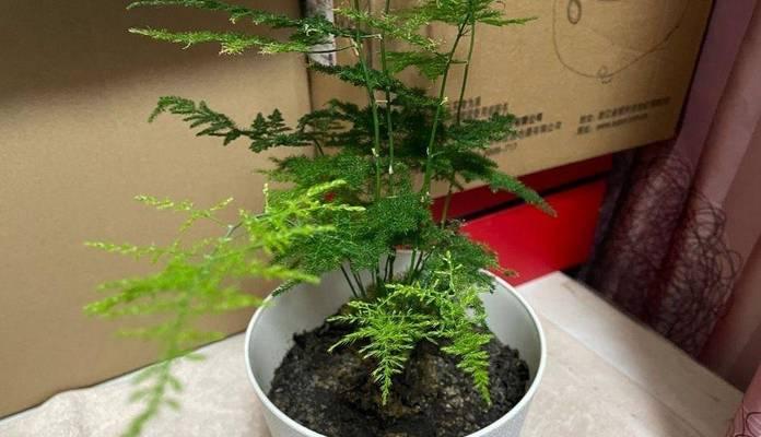 常绿乔木有哪些品种？常绿乔木的养护方法是什么？