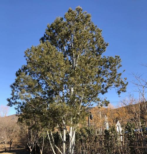 常绿乔木有哪些品种？常绿乔木的养护方法是什么？