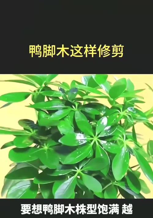 鸭掌花的养殖方法和注意事项是什么？