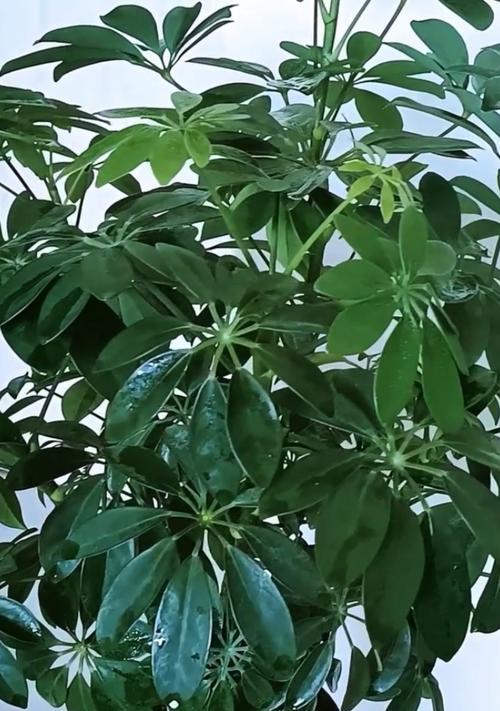 鸭掌花的养殖方法和注意事项是什么？
