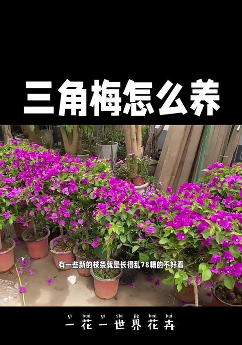 三角梅花的养护要点是什么？