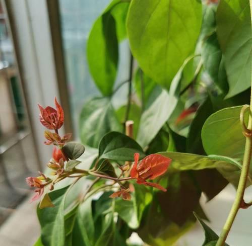 三角梅花的养护要点是什么？