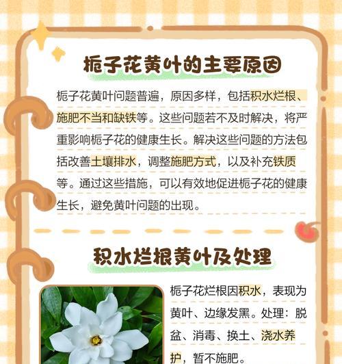 栀子花的正确养护方法是什么？栀子花如何养才能长得好？