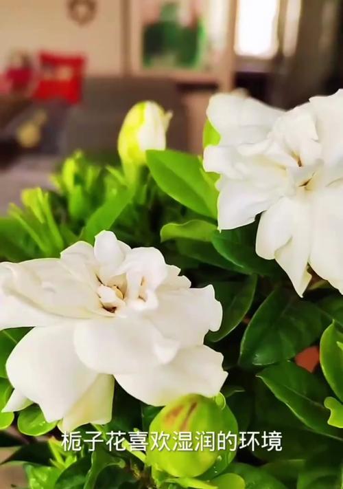 栀子花的正确养护方法是什么？栀子花如何养才能长得好？