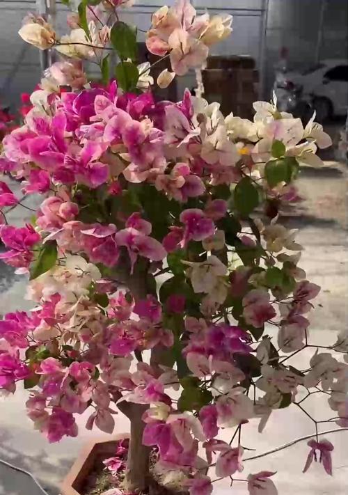 栀子花的正确养护方法是什么？栀子花如何养才能长得好？