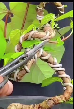 盆景摘叶的正确方法？如何促进新叶生长？