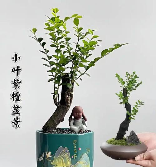 盆景摘叶的正确方法？如何促进新叶生长？