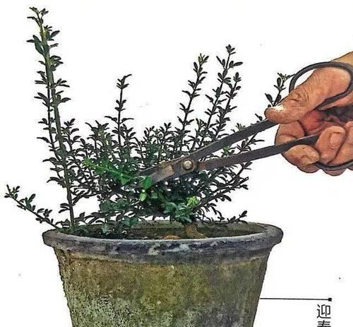 盆景摘叶的正确方法？如何促进新叶生长？