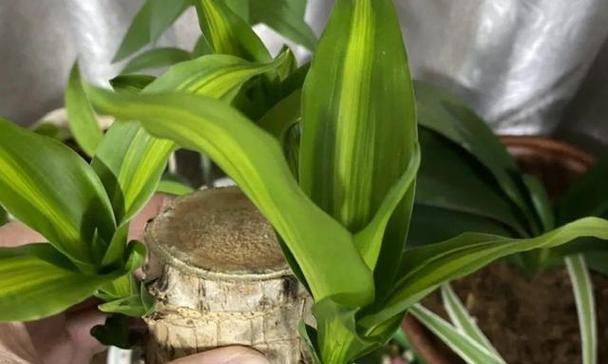 盆栽植物浇水的最佳时机和方法是什么？