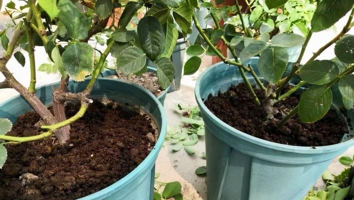 盆栽植物浇水的最佳时机和方法是什么？