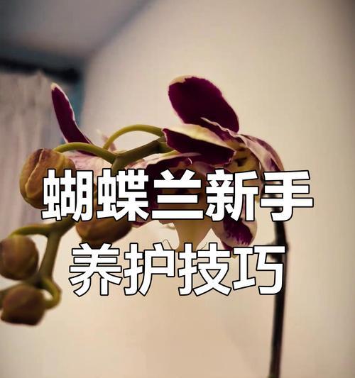 蝴蝶兰移盆的最佳时机和方法是什么？