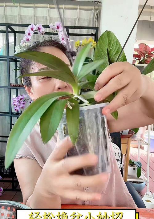 蝴蝶兰移盆的最佳时机和方法是什么？