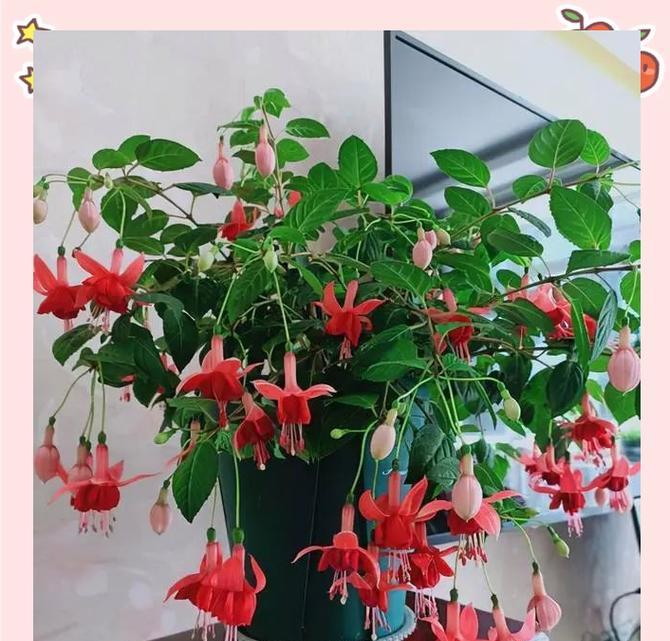 还有哪些适合室内种植的花种推荐？