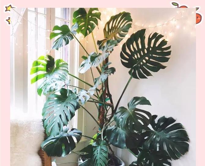 还有哪些适合室内种植的花种推荐？