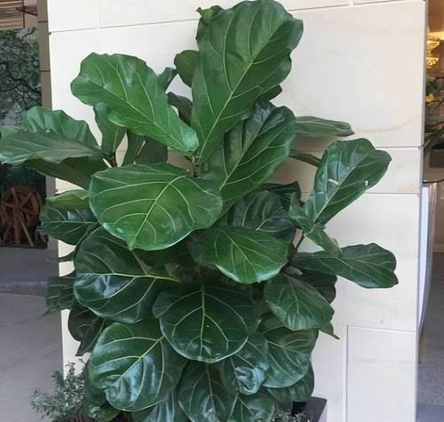 还有哪些适合室内种植的花种推荐？