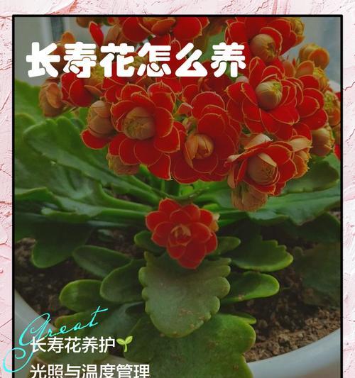 长寿花繁殖的简易方法是什么？怎样确保繁殖成功？