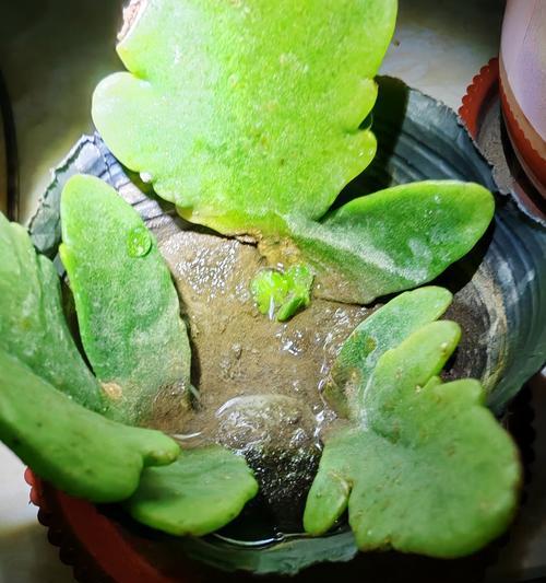 长寿花繁殖的简易方法是什么？怎样确保繁殖成功？