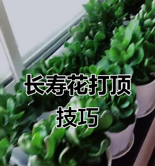 长寿花繁殖的简易方法是什么？怎样确保繁殖成功？