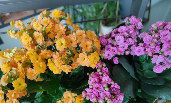冬季什么花最好养？适合室内种植的花卉有哪些？