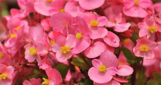 冬季什么花最好养？适合室内种植的花卉有哪些？
