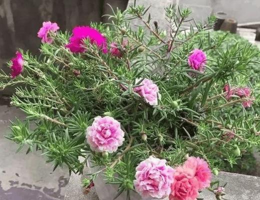 冬季什么花最好养？适合室内种植的花卉有哪些？