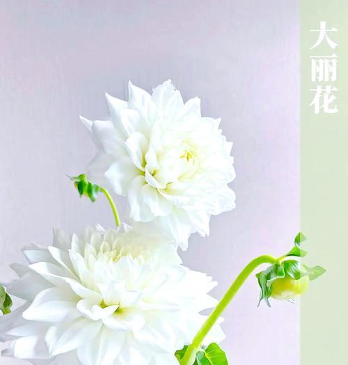 切花茉莉的养护和延长花期的方法？
