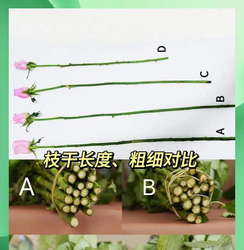 切花茉莉的养护和延长花期的方法？