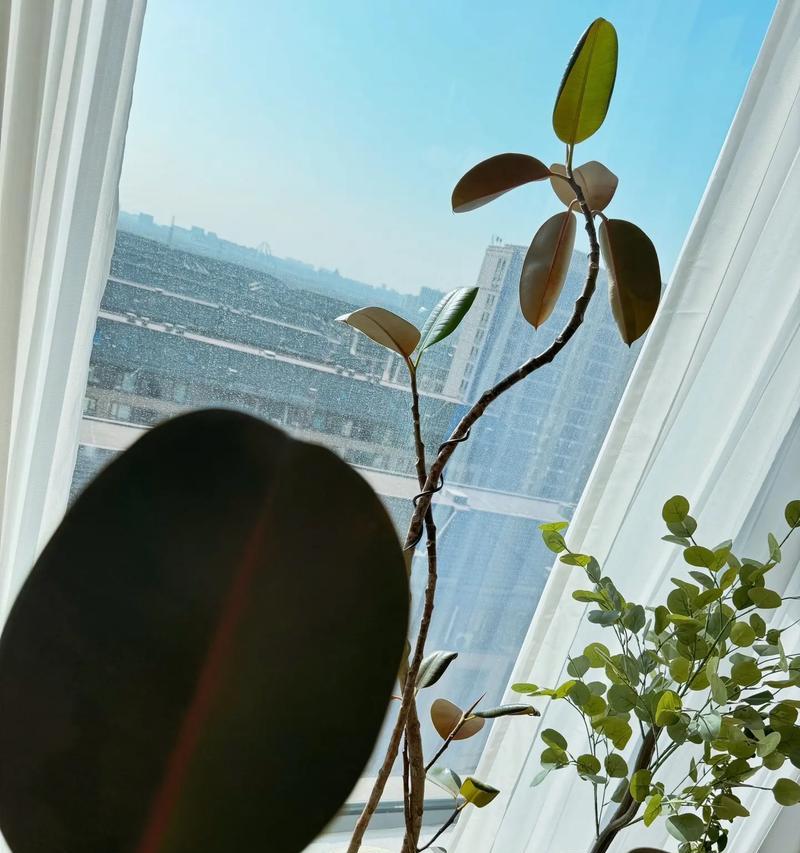 橡皮树落叶原因及解决方法是什么？