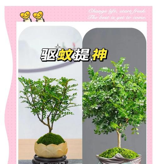 清香木落叶问题如何解决？有哪些可能的原因？