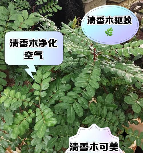 清香木落叶问题如何解决？有哪些可能的原因？