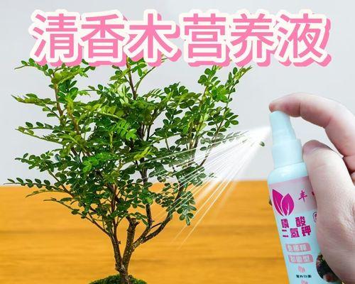 清香木落叶问题如何解决？有哪些可能的原因？