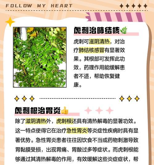 虎刺的养殖方法有哪些？怎样才能养出健康的虎刺？