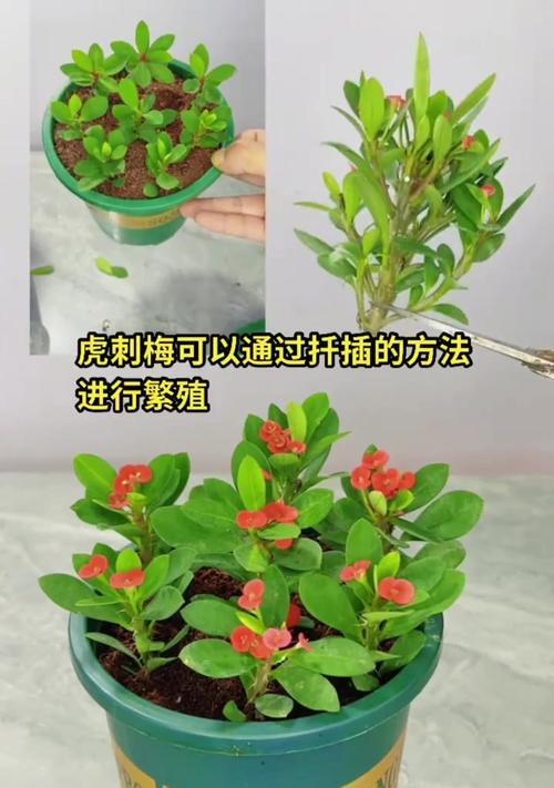 虎刺的养殖方法有哪些？怎样才能养出健康的虎刺？