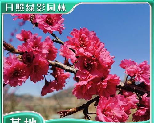 红色花树有哪些品种？红色花树品种的选择技巧是什么？