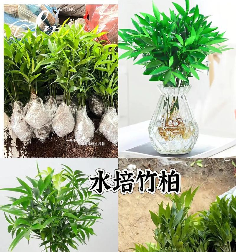 哪些花卉适合水培？水培花卉的养护技巧是什么？