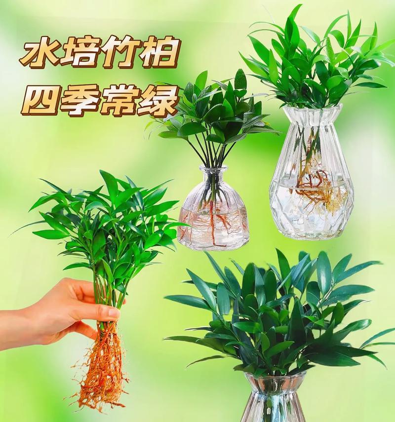 哪些花卉适合水培？水培花卉的养护技巧是什么？