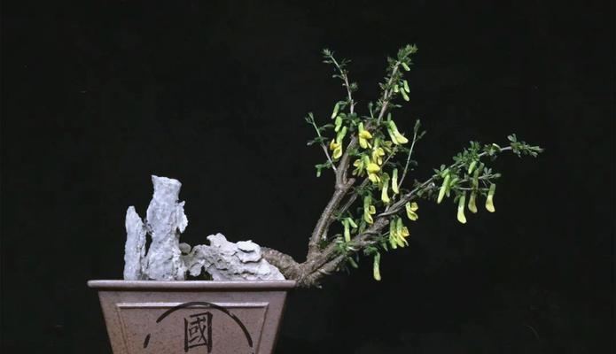 金雀品种的花色有哪些？金雀品种的养护技巧是什么？