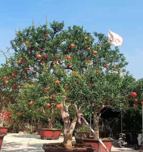 盆景石榴树的养护要点是什么？