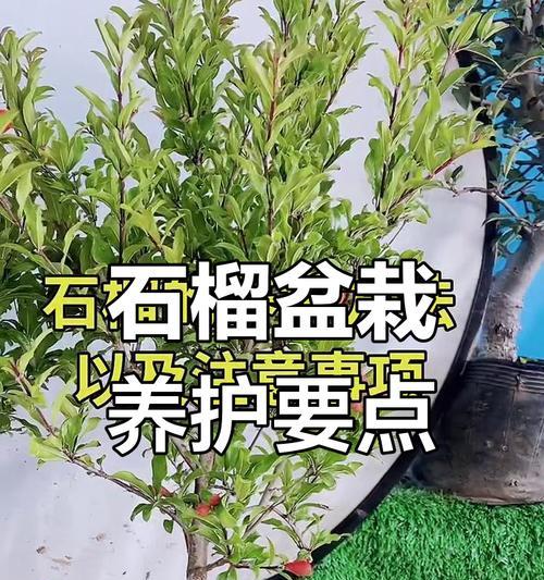 盆景石榴树的养护要点是什么？