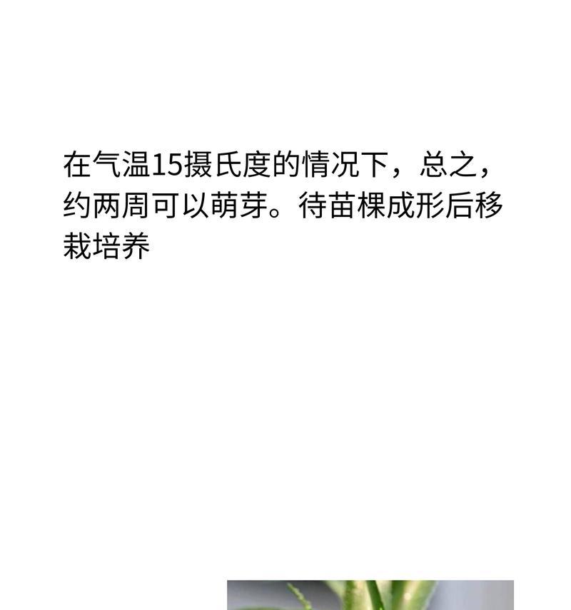 吊兰怎么养？培养吊兰的正确方法是什么？